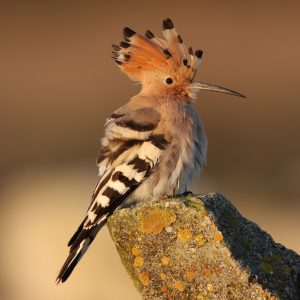 Fitur observación aves