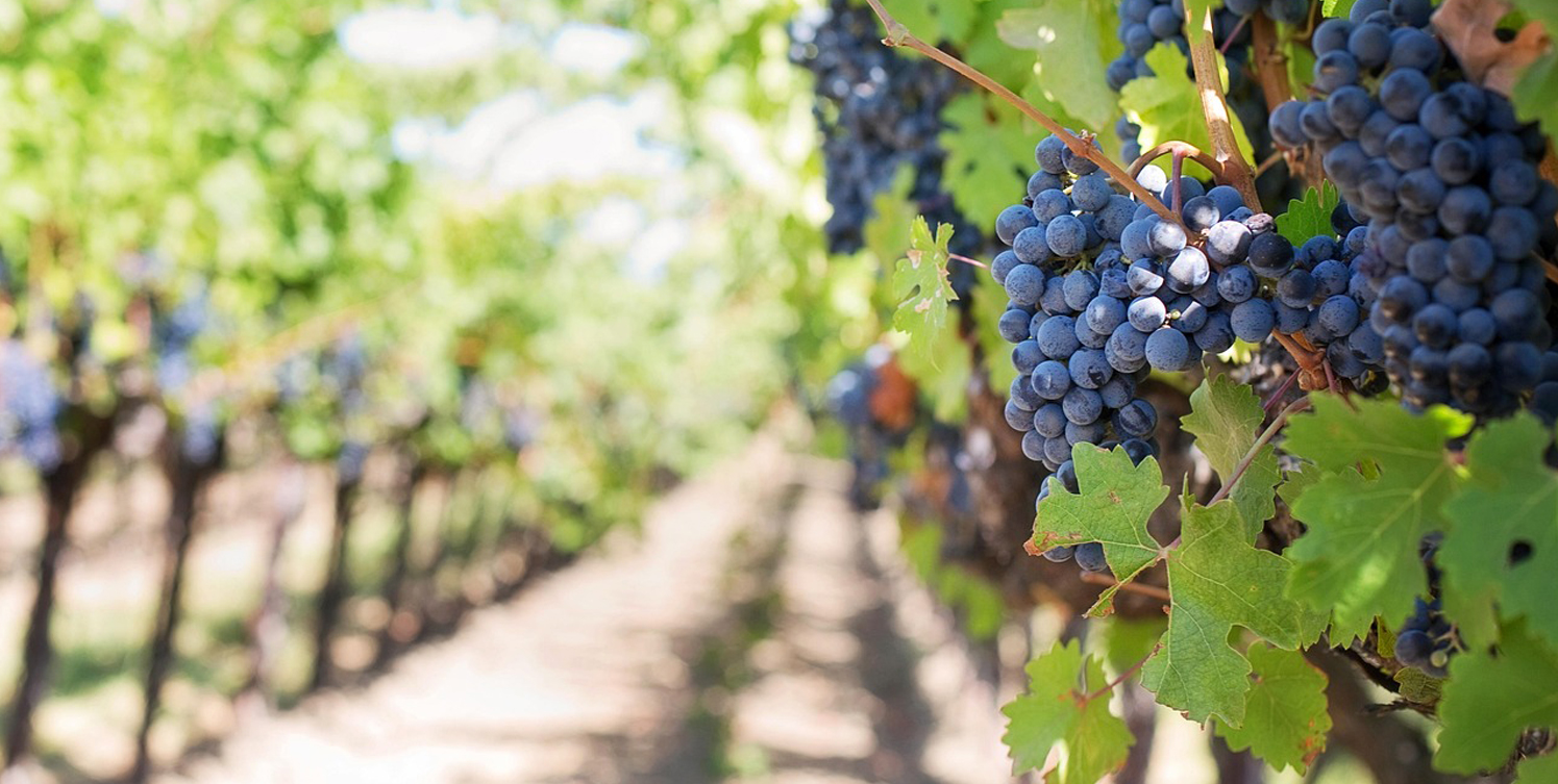 Fitur Navarra Nafarroa 2026 - Legatum. Las viñas de la memoria